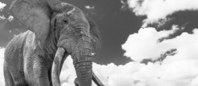 Elephant walking, super tusker, black and white