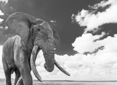 Elephant walking, super tusker, black and white