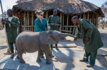 Orphan Elephants, feeding milk to baby elephants, keepers