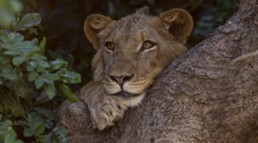 Lion sat in trees