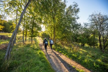 Hiking in nature, woodland, trees