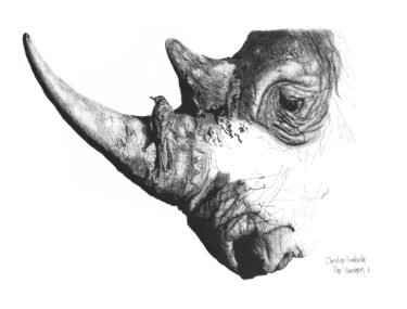 Rhino pencil drawing, artwork