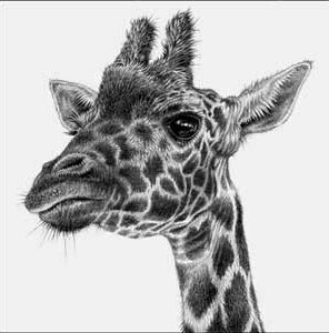 Giraffe artwork, pencil