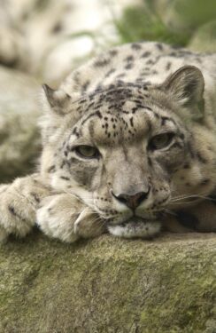 Snow leopard resting