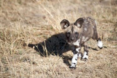 Painted Dog puppy, baby wild dog