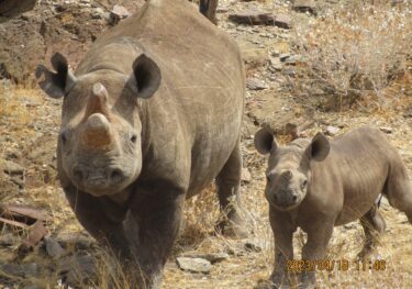 rhino and calf