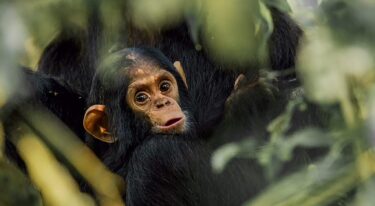 David Shepherd Wildlife Foundation