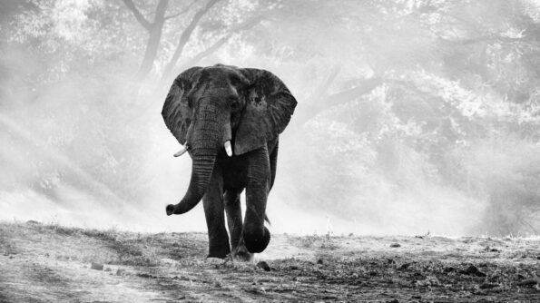 black and white elephant