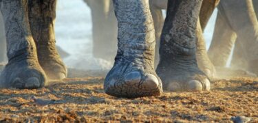 Elephant feet, herd