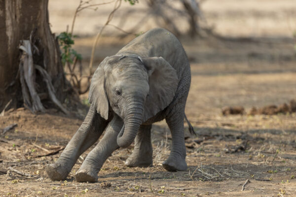 Young Elephant - Matt Armstrong-Ford