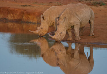 Black Rhino - Credit Gary Bushell