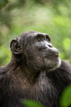 Chimp looking to right