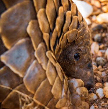 Close up of Pangolin, scales
