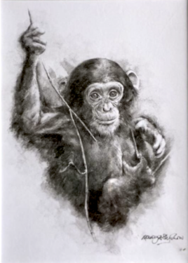 Chimp sketch, art