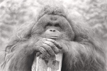 Orangutan