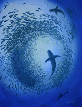 Shark Attack