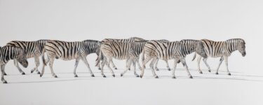 Zoe Burr - Zebra Crossing - 30 x 76 - drawing