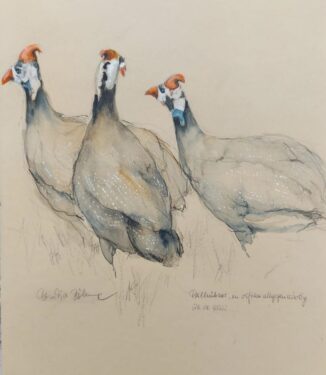 Guinea Fowl are Ubiquitous in Africa