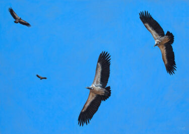 Jacqueline-Bright-Wheeling-Vultures-64-x-55-drawing.jpg