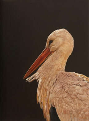 Robert-Cook-White-Stork-30-x-40-painting.jpg