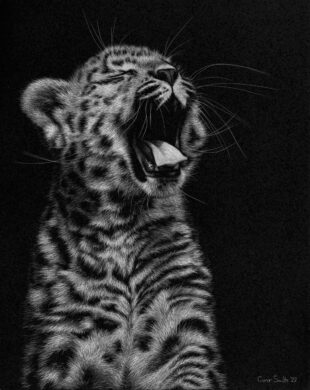 Conor-Smith-Big-Yawn-20-x-26-other-scratchboard.jpg