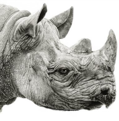 Luke-Broadbent-A-Rhino-42-x-59-drawing.jpg
