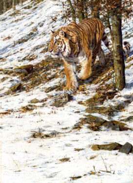 Stella-Mays-Siberian-Prime-59-x-81-Pastel.jpg