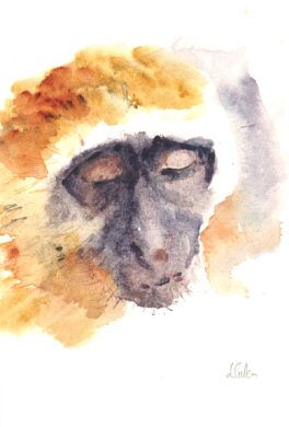 No. 13 - Vervet Monkey