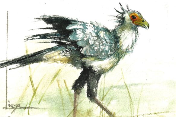 No. 27 - Secretary Bird