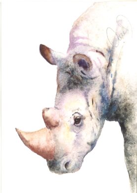 No. 52 - Rhino