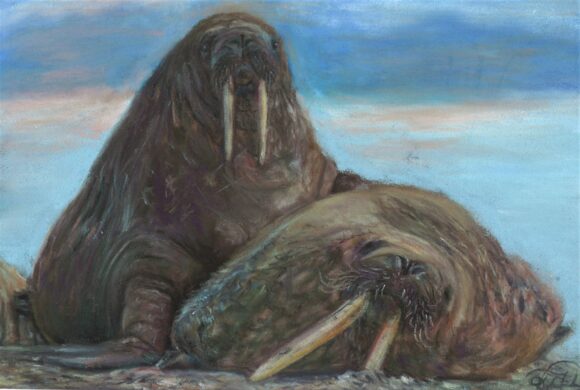 No. 59 - Walrus'