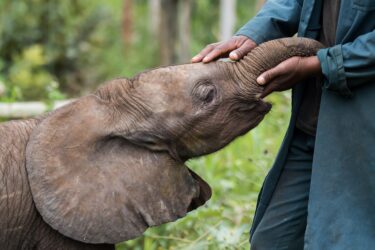 elephant, orphan, mataya