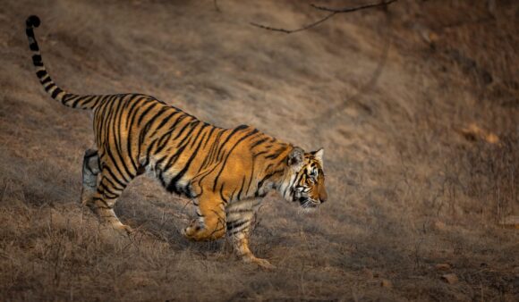 Tiger - Matt Armstrong-Ford