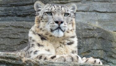 Snow Leopard - Charles Miller