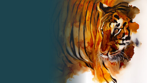 How DSWF is Protecting & Saving Tigers