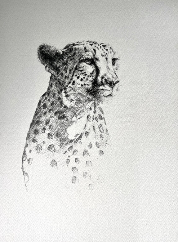 Cheetah Artwork | David Shepherd Wildlife Foundation