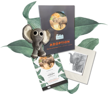 DSWF Elephant Adoption Pack