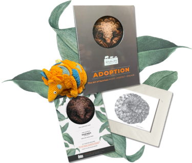 DSWF Pangolin Adoption Pack