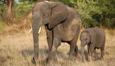 Chamilandu & Mutaanzi - DSWF - Game Rangers International