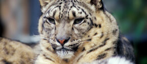 A close up portrait of a snow leopard