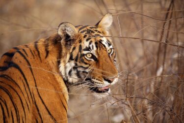 Surya-Ramachandran-Indochinese-Tiger