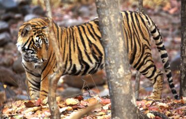 Surya Ramachandran - Indochinese Tiger