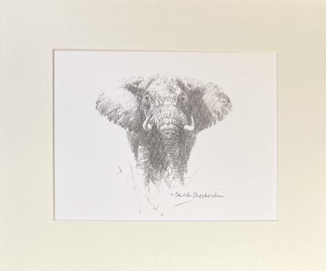 Image of David Shepherd Elephant wildlife sketch print