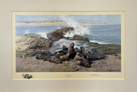 Image of mounted Elephant Seals by David Shepherd