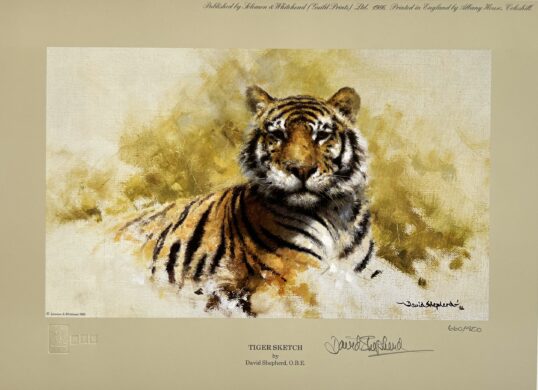 Image of Tiger Sketch by David Shepherd