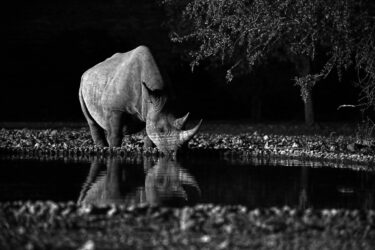 Image credit Surya Ramachandran