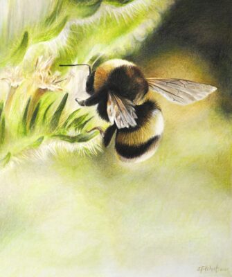 Image of Bombus by Zoe Fitchet