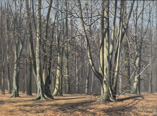 Image of Landscape Beech Trees by David Shepherd