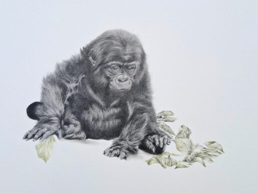 Image of Curiosity by Nicola Gillyon