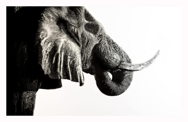 King Elephant